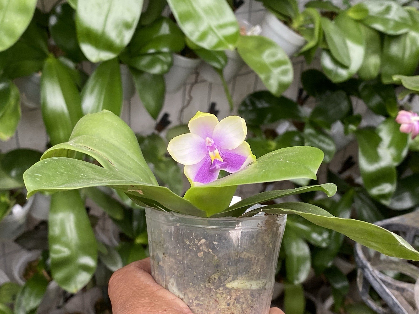 Original Phal Phalaenopsis belina blue x LL Blue Family-FRAGRANT