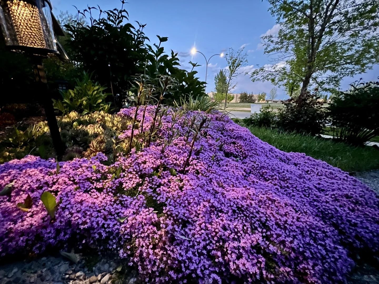 20,000+ Creeping Thyme Seeds Ground Cover, Non-GMO Perennial Flower Purple