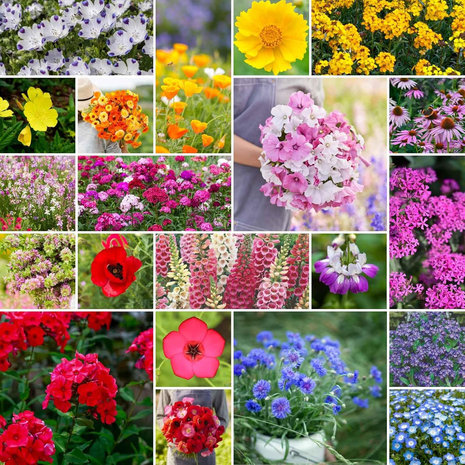 Partial Shade Wildflower Mixed Seeds for Planting, 1/4 lb, 120,000+ Seeds with S