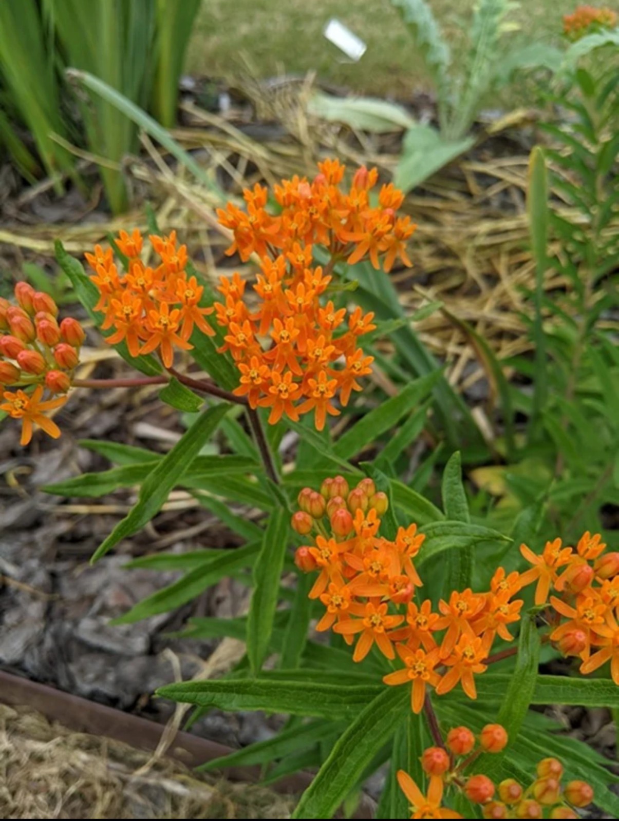 Organic Heirloom Orange Butterfly Weed Milkweed Seeds