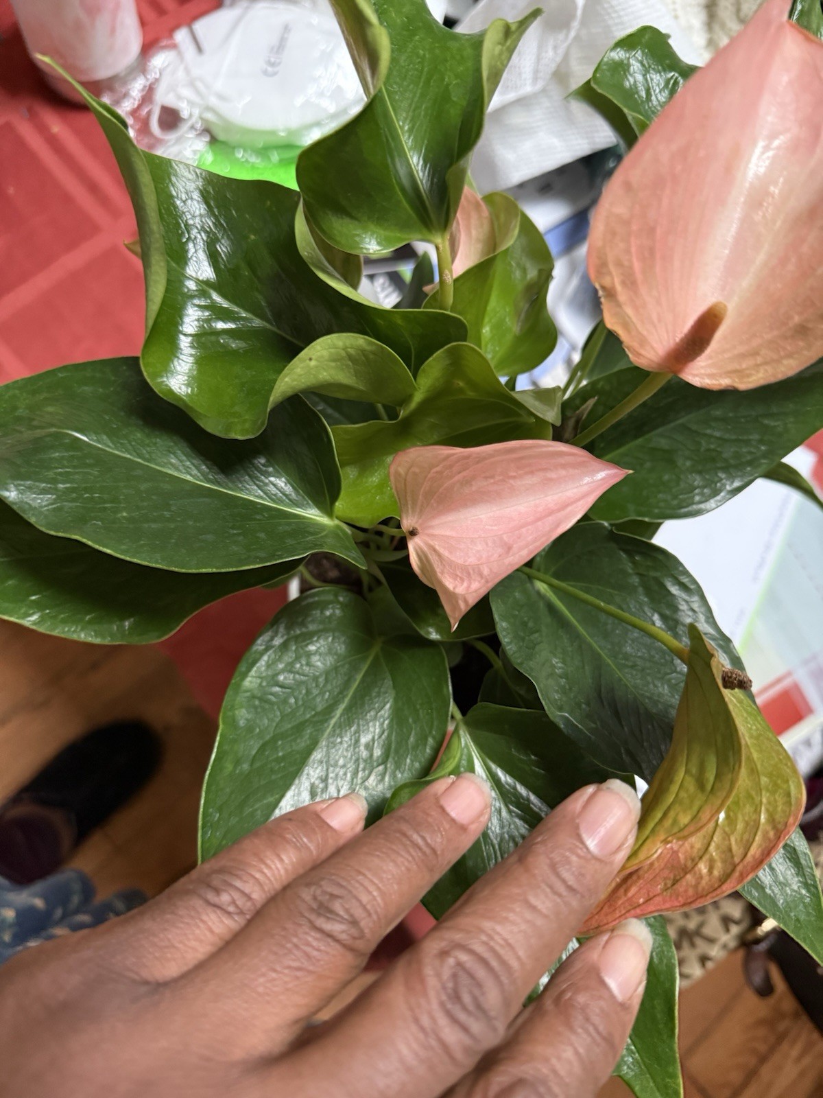 Anthurium Ace Of Hearts Rare Plant