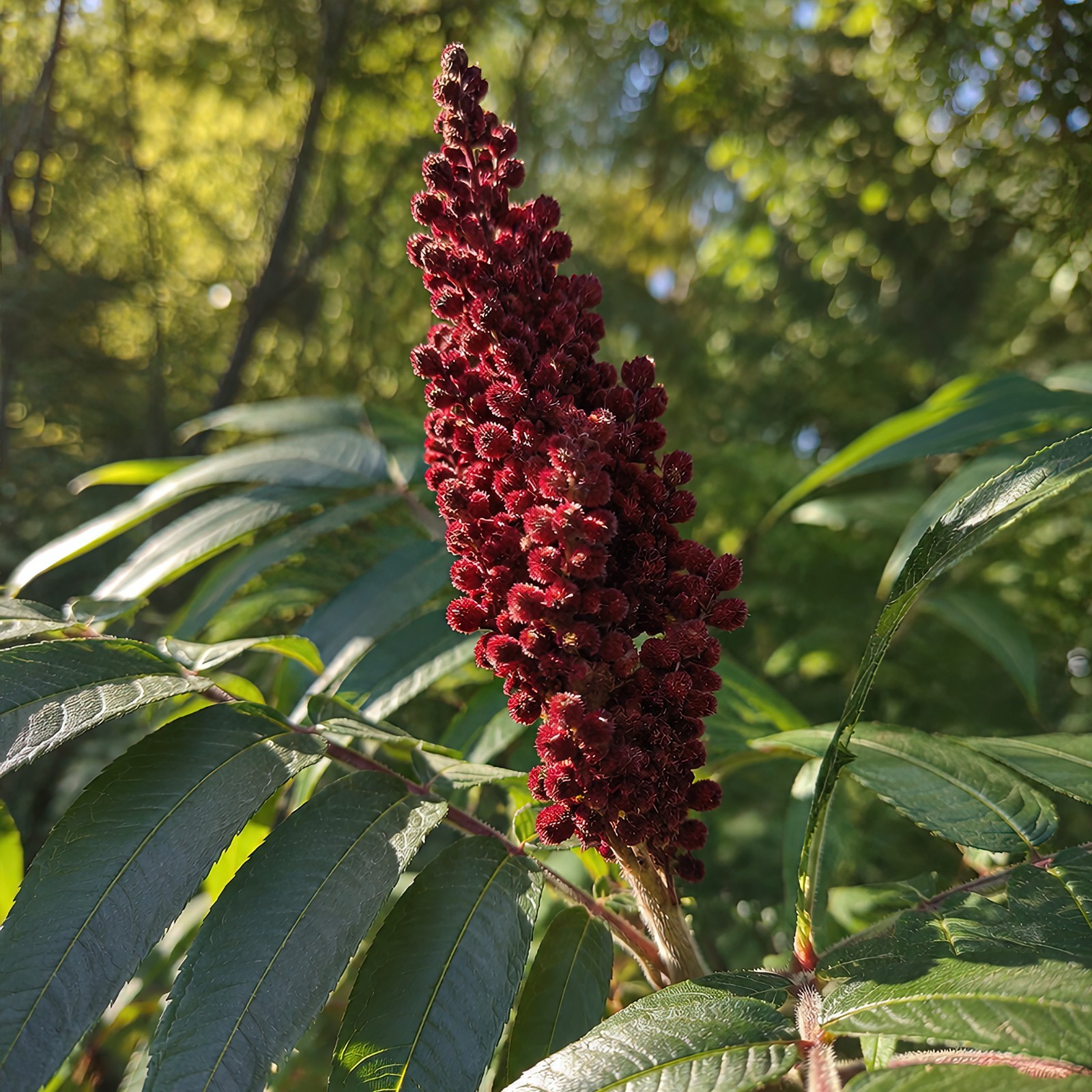 1500 Winged Sumac Tree Seeds Rhus copallinum – Fall Color & Wildlife – Zones 4-9