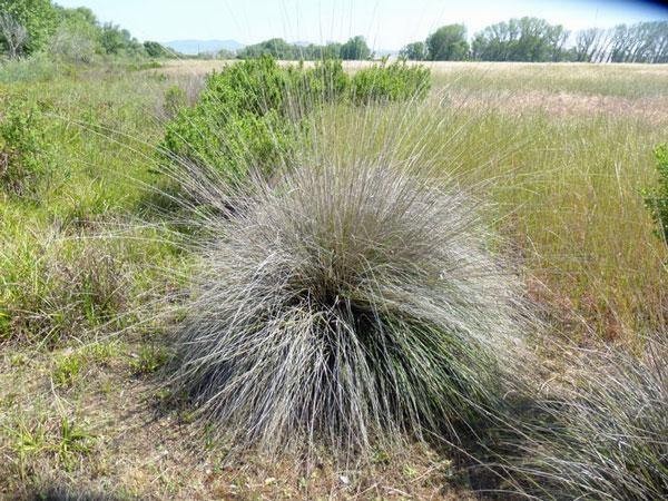 Muhlenbergia ringens | Ring Muhly | 1500 Seeds