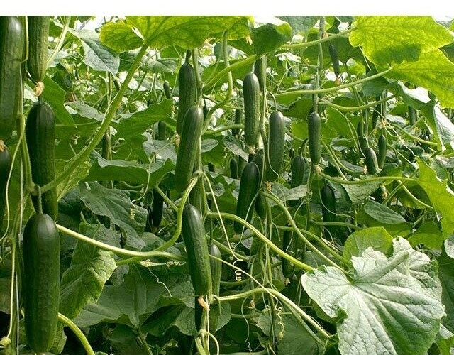 15 Marketmore Cucumber Seeds 76 Heirloom Non GMO