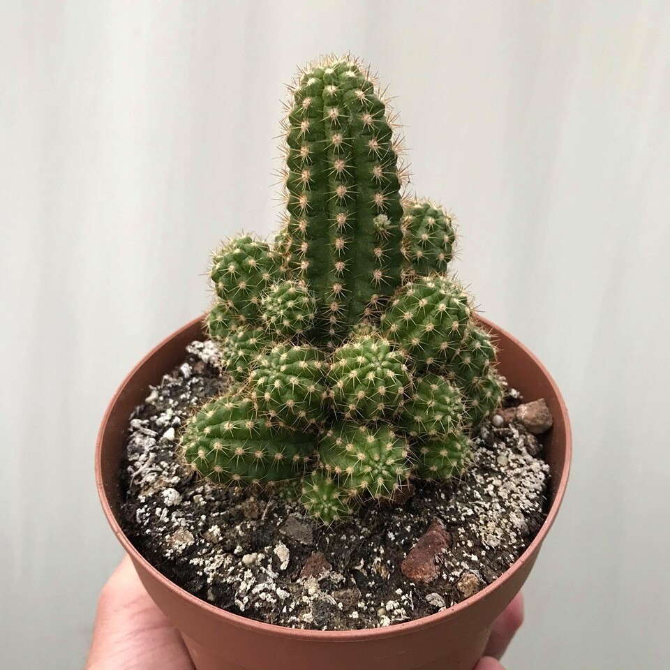 Chamaelobivia (Peanut Cactus) “Stardust” Cactus Seeds (100 Seeds)