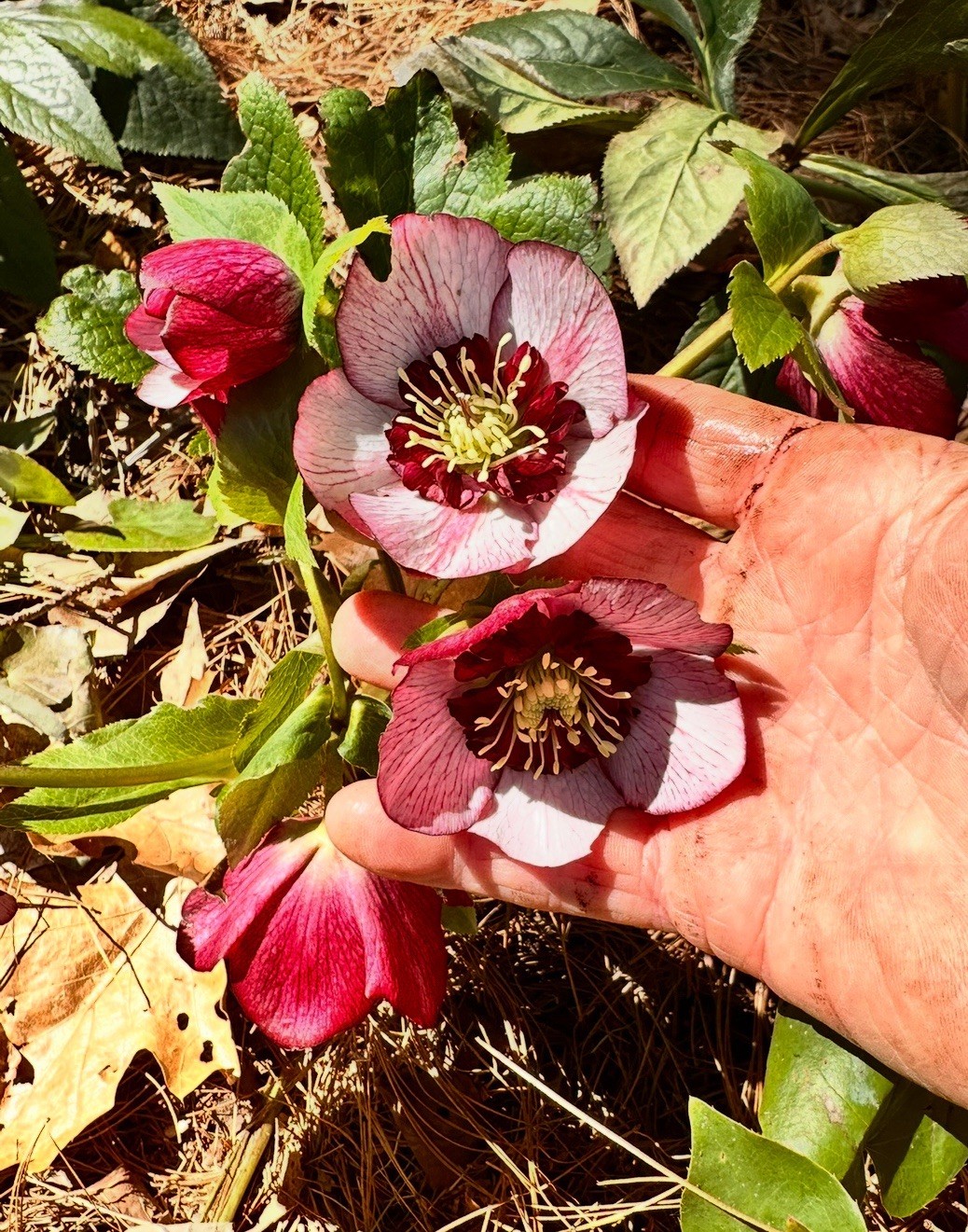 (4) Hellebores Collection. Live Plants. Package Deal!