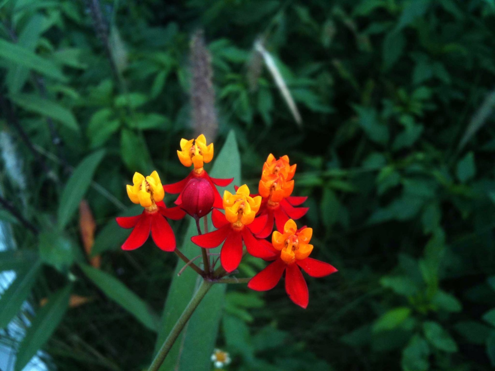 Asclepias curassavica | Blood Flower | 200-Seeds FREE SHIPPING
