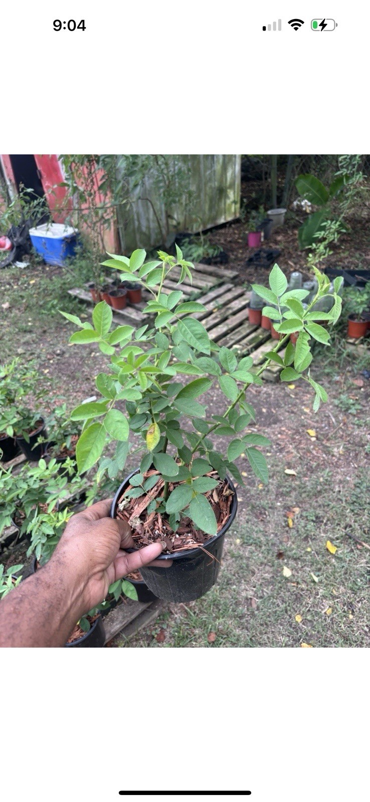 Peggy Martin (2-3ft)& 7 Sisters Rose (1ft)Combo Deal