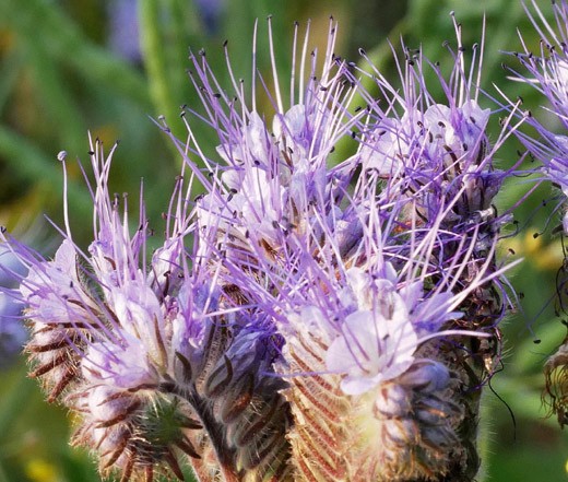 LACY PHACELIA Phacelia Tanacetifolia – 5,500 Bulk Seeds