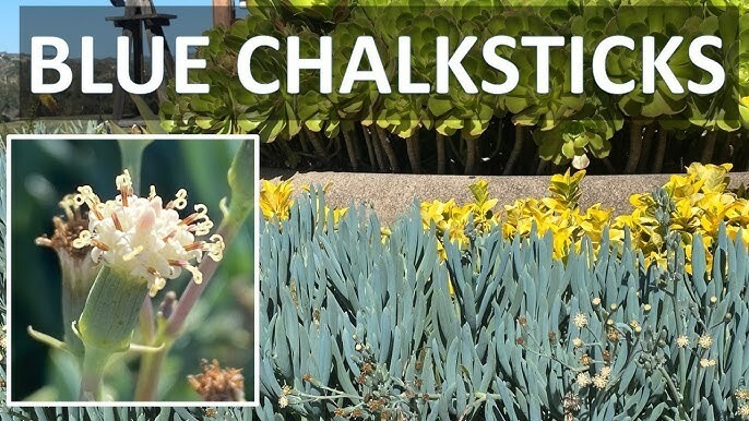 2 Blue Chalk Sticks Senecio Mandraliscae Succulent Plants Cuttings