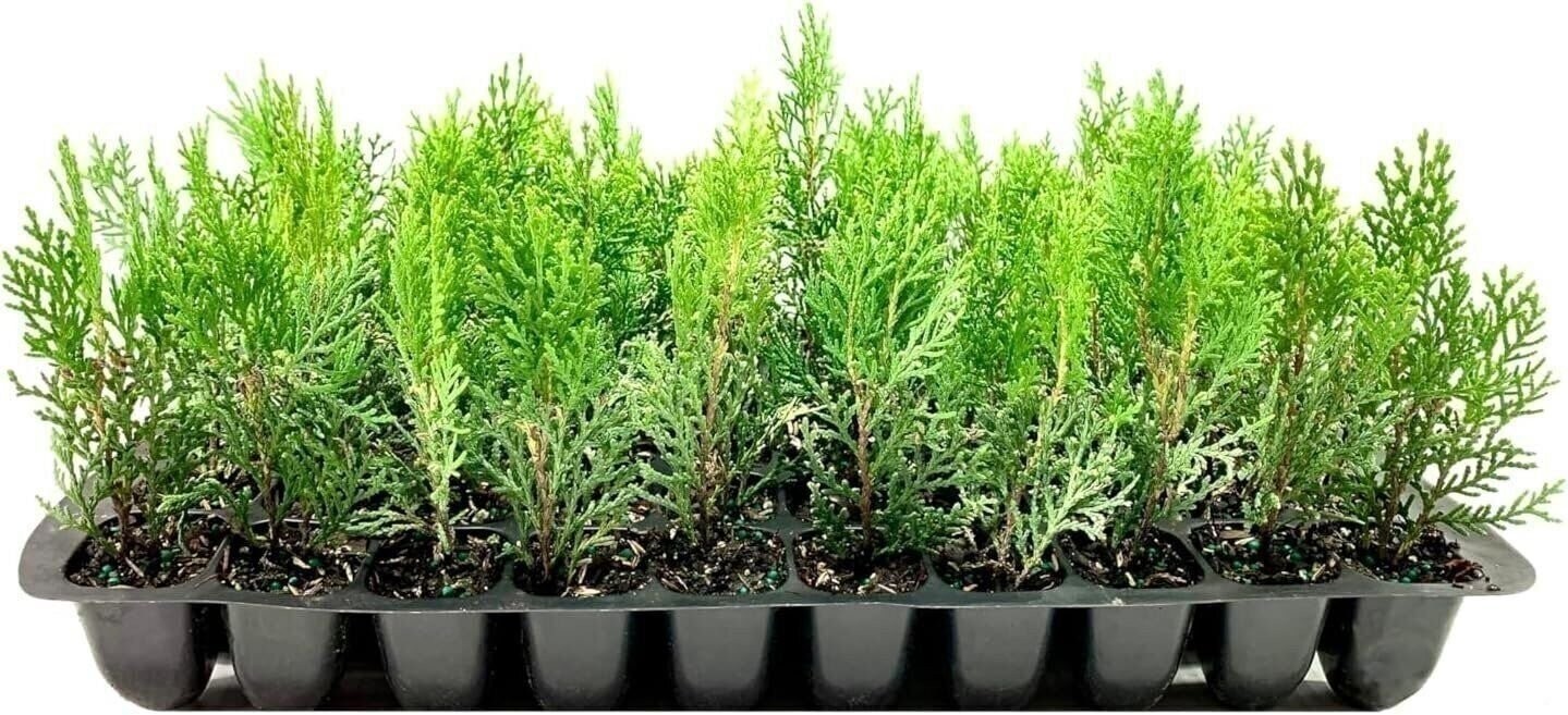 Thuja Blue Cone Arborvitae| 2 Inch | Thuja occidentalis | Privacy Screen Plant