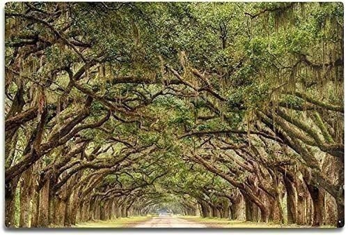 Southern Live Oak Tree | 2 Inch | Quercus virginiana | Low Maintenance | Hardy