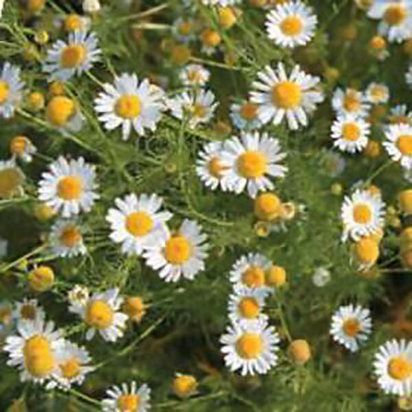 German Chamomile – Matricaria chamomile