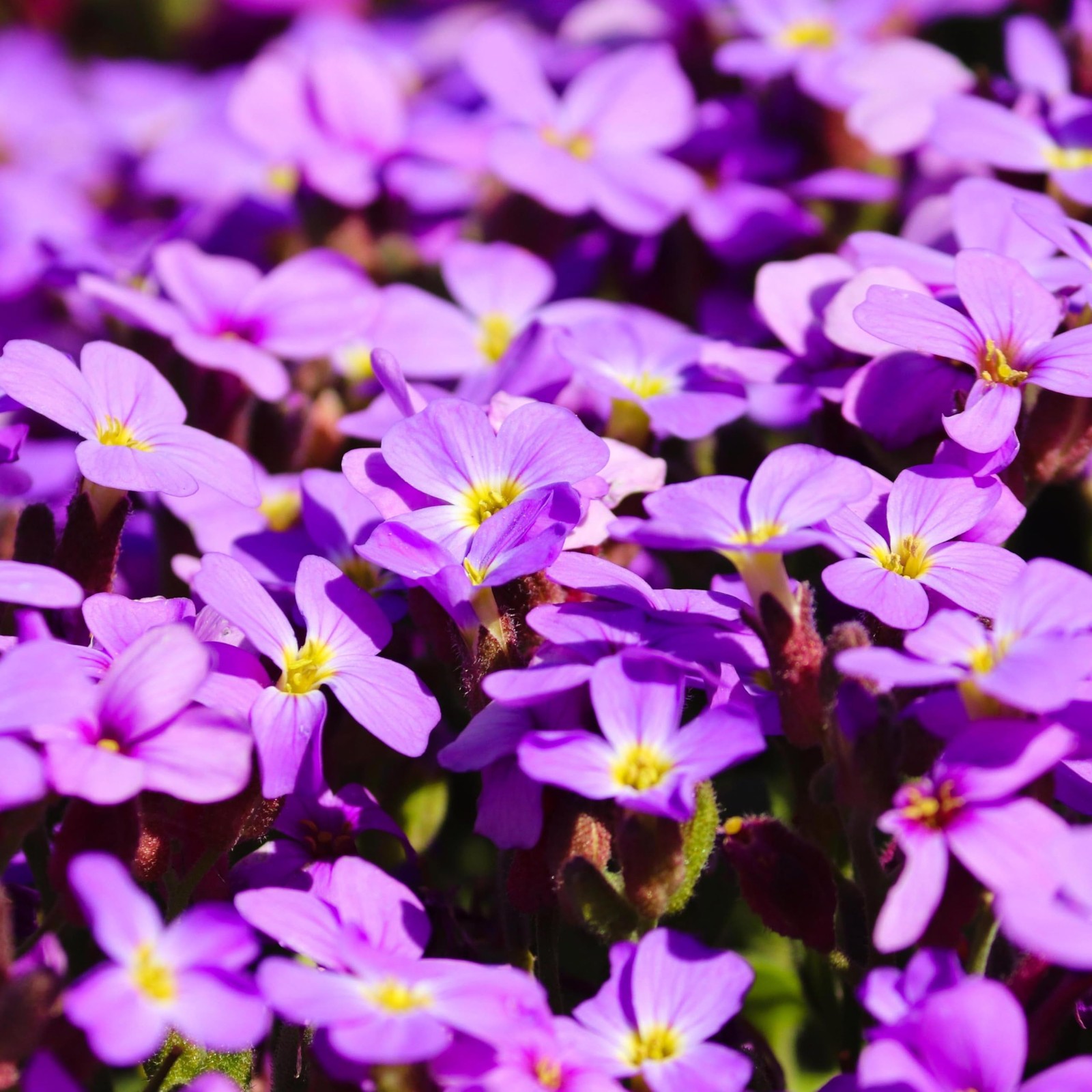 CarpetC 1000+ Creeping Phlox Seeds for Planting, Ground Cover Purple