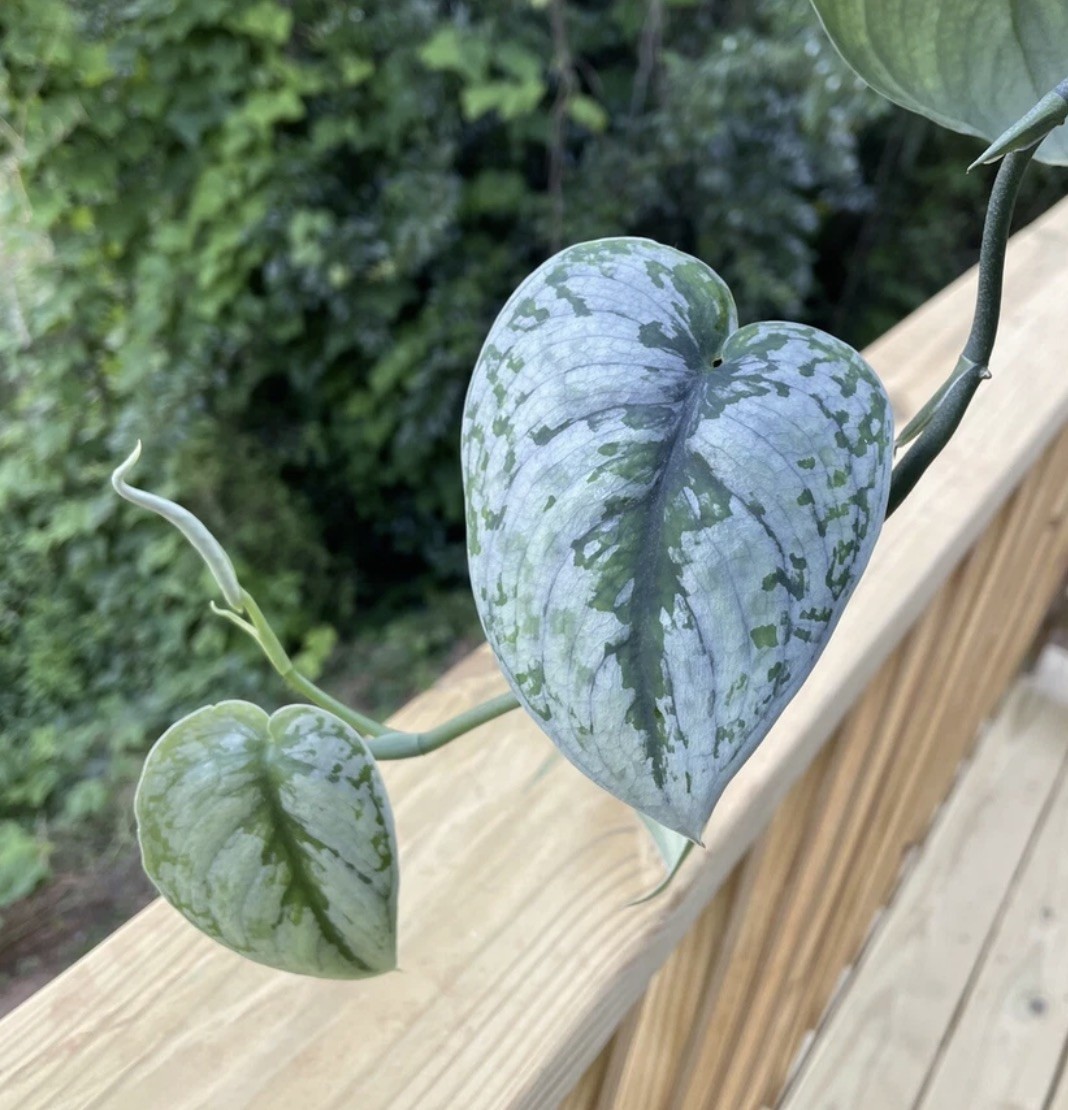Signature house plants cuttings – big combo (see details in the description)