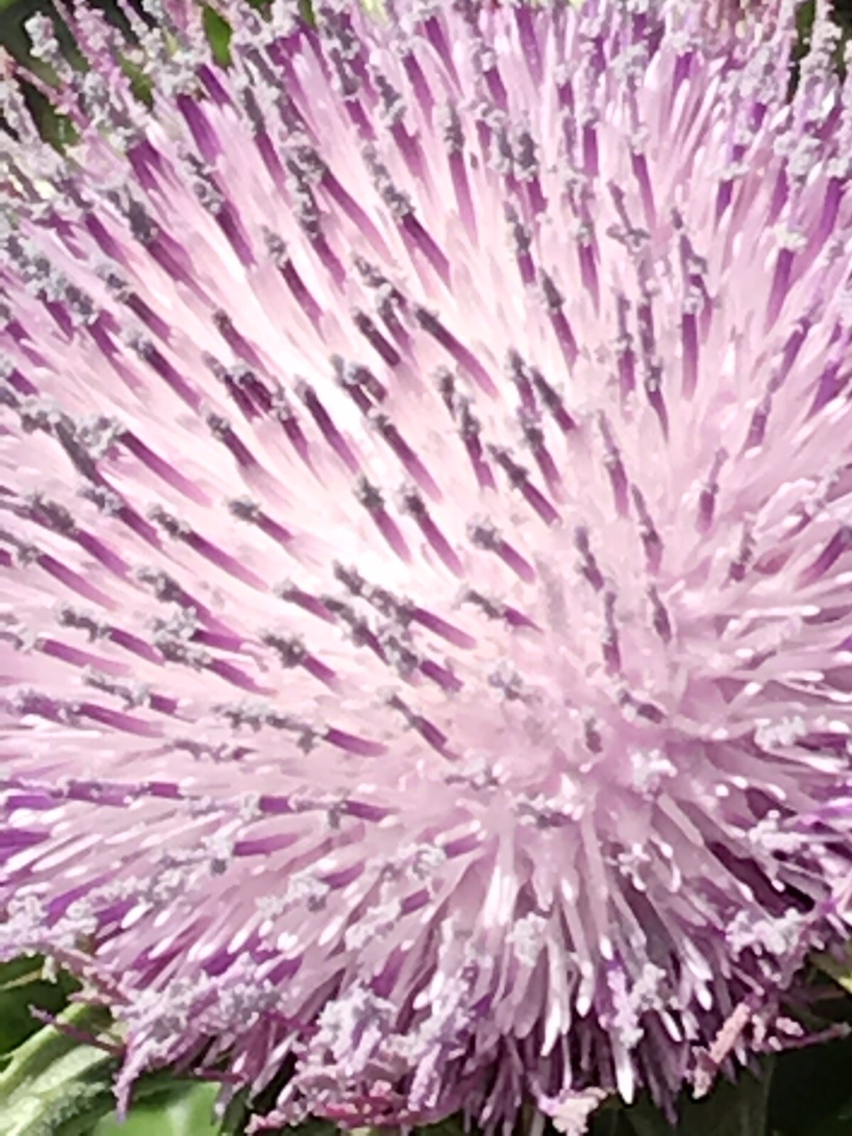Blessed Milk Thistle – Silybum marianum – Herb Seeds 100 Seeds