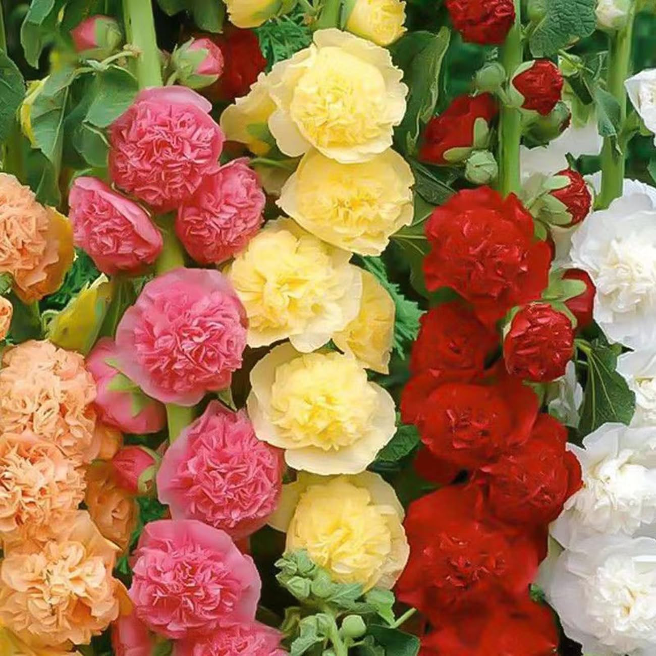 350+ Hollyhock Seeds Carnival Mix Giant Mallow Double Hollyhock Flowers Seed Per