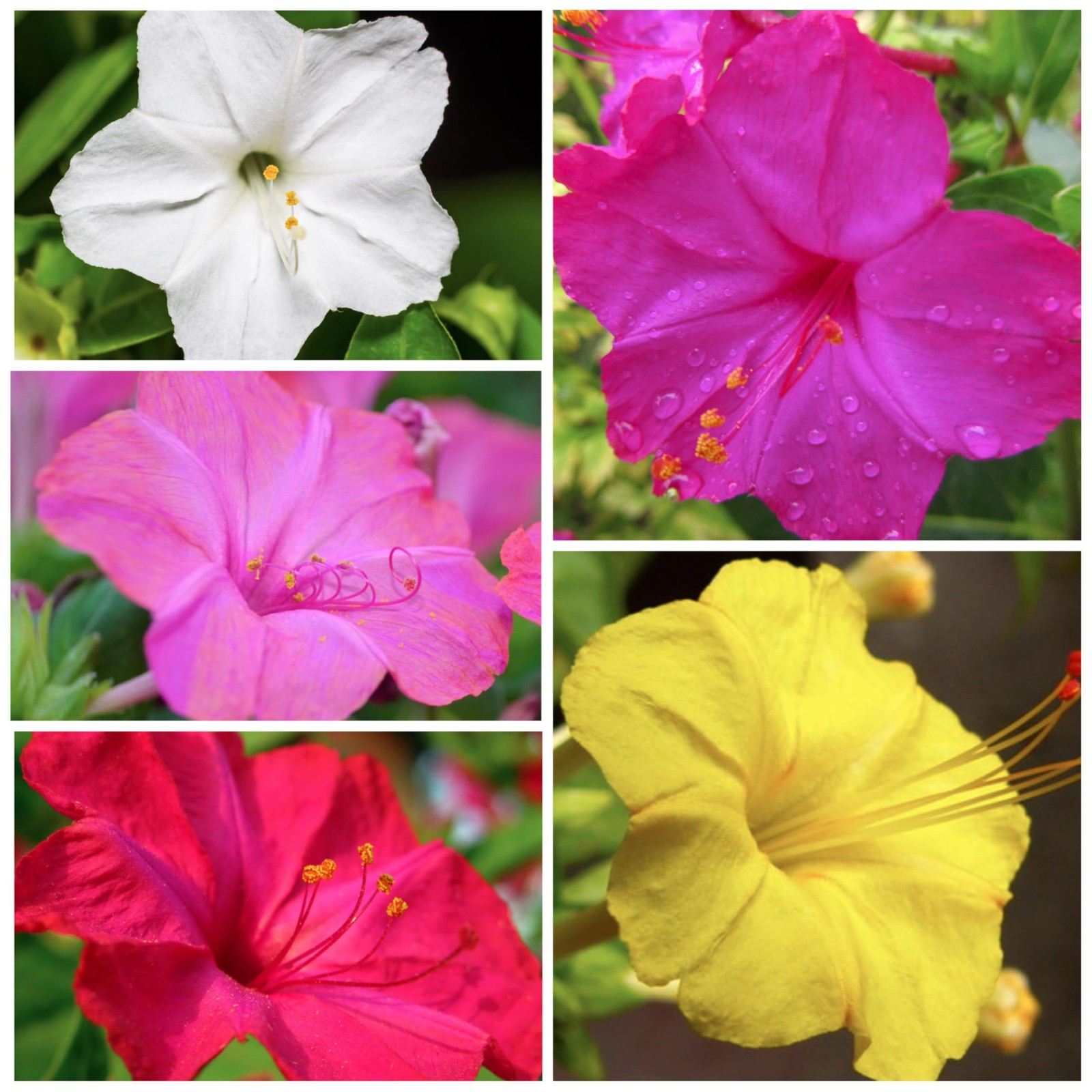 Mixed Color Four O’Clock Seeds | 300+ Heirloom Annual Flower Seeds
