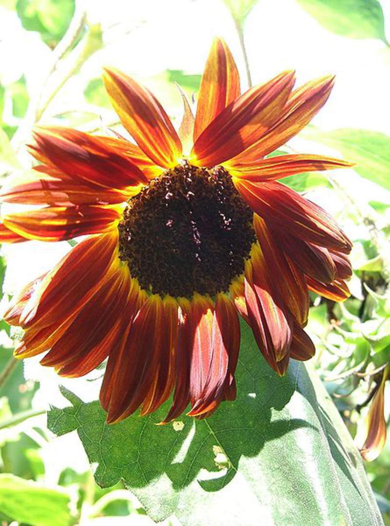 1-2000 PCS Autumn Beauty Sunflower Tree Seeds Helianthus Annus Red Yellow 0137