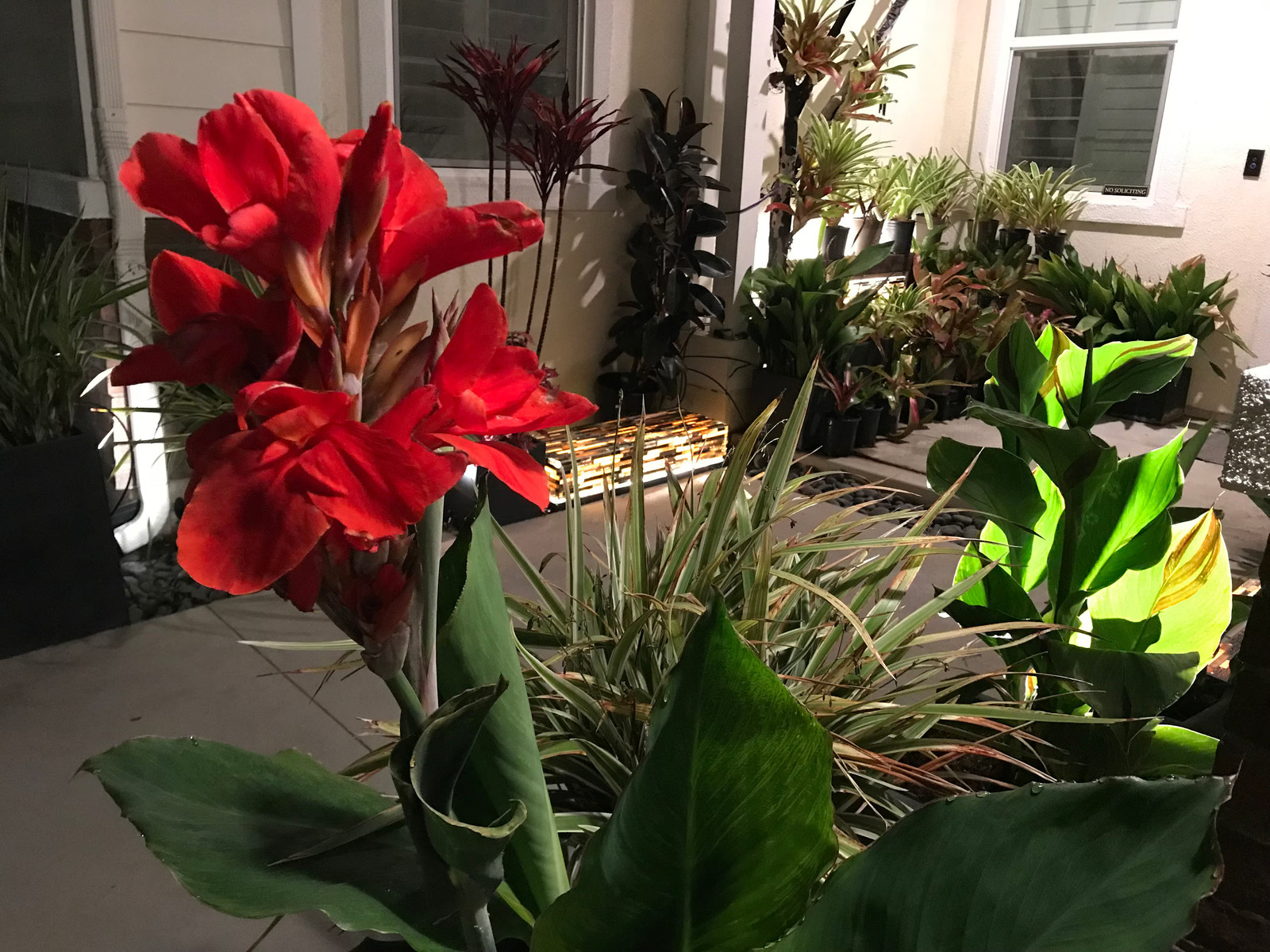 Red Canna Lily ‘President’ Rhizomes – Striking Tropical Blooms – 1-rhizome