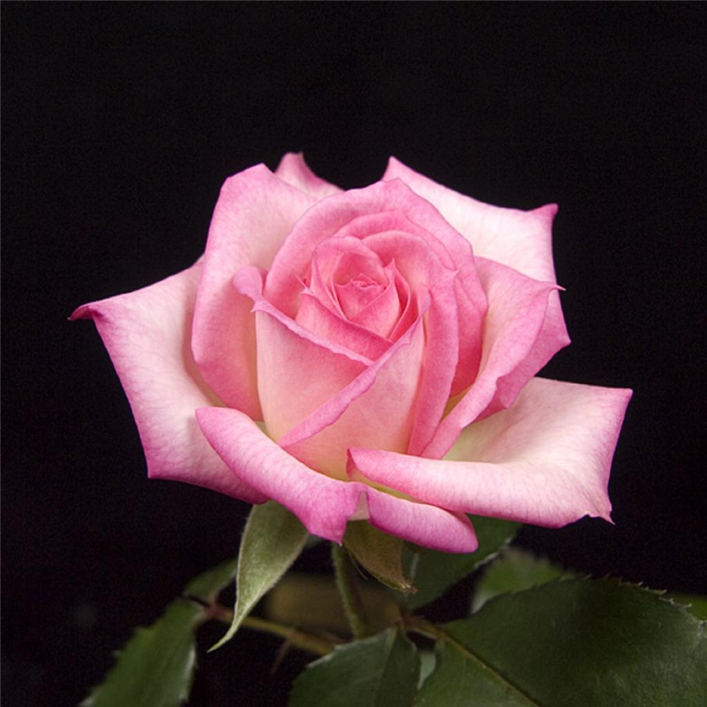 Pink Rose Rose Bush 20 or 100 Seeds~Rare-Free Shipping-USA Seller