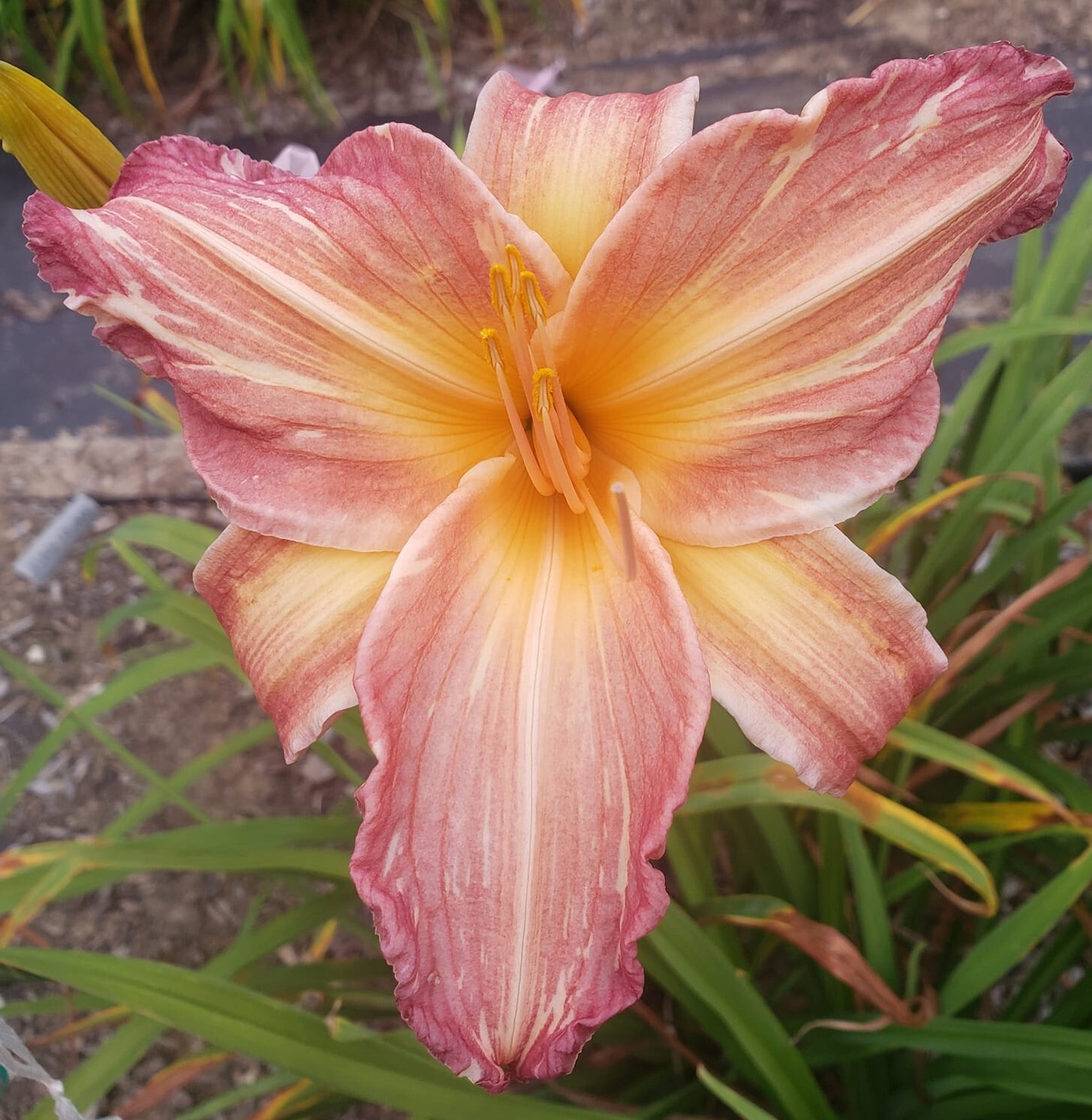 Daylily Seed Hemerocallis Hybrids 50 Mixed Lot Seeds