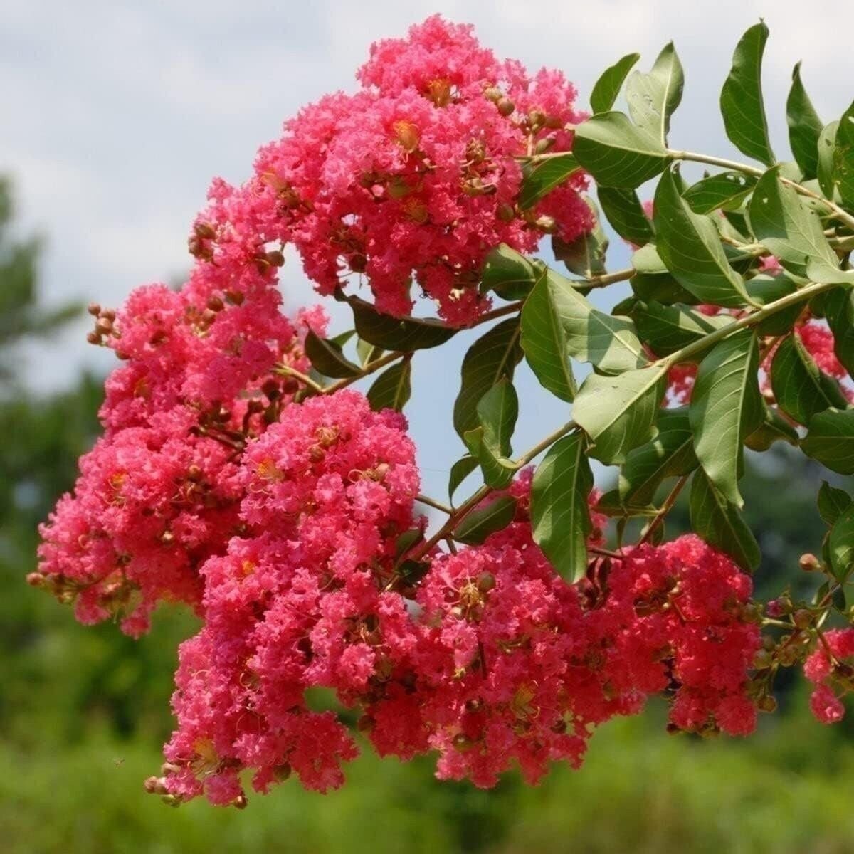 Crape Myrtle Tuscarora | 2 Inch | Lagerstroemia indica | Flowering Plant | Tree