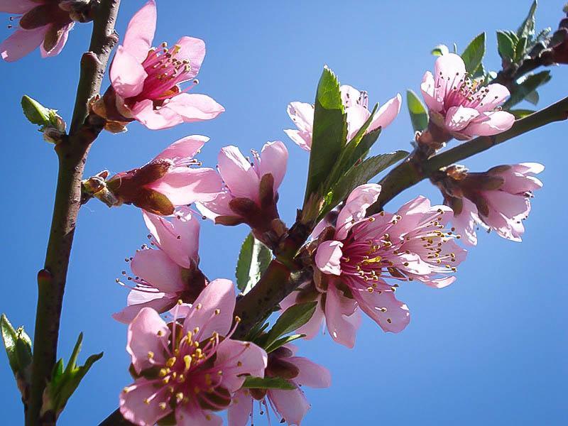 1 Saturn Peach tree well rooted new stock plant up to 2 ft tall
