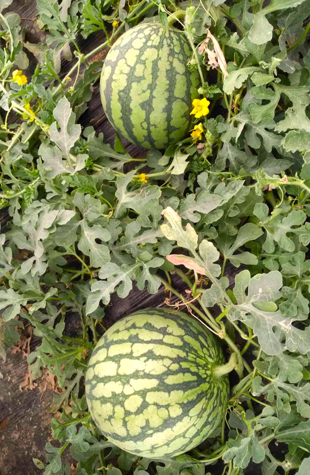 Yellow Petite Watermelon Seeds | Heirloom Mini Personal Dwarf Melon Seed 2024