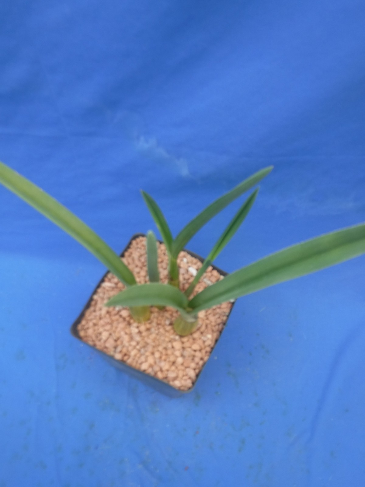 Eulophia petersii 5 Stems Amazng Flowr Desert Orchid Succulent Plant 12″ Tall W3