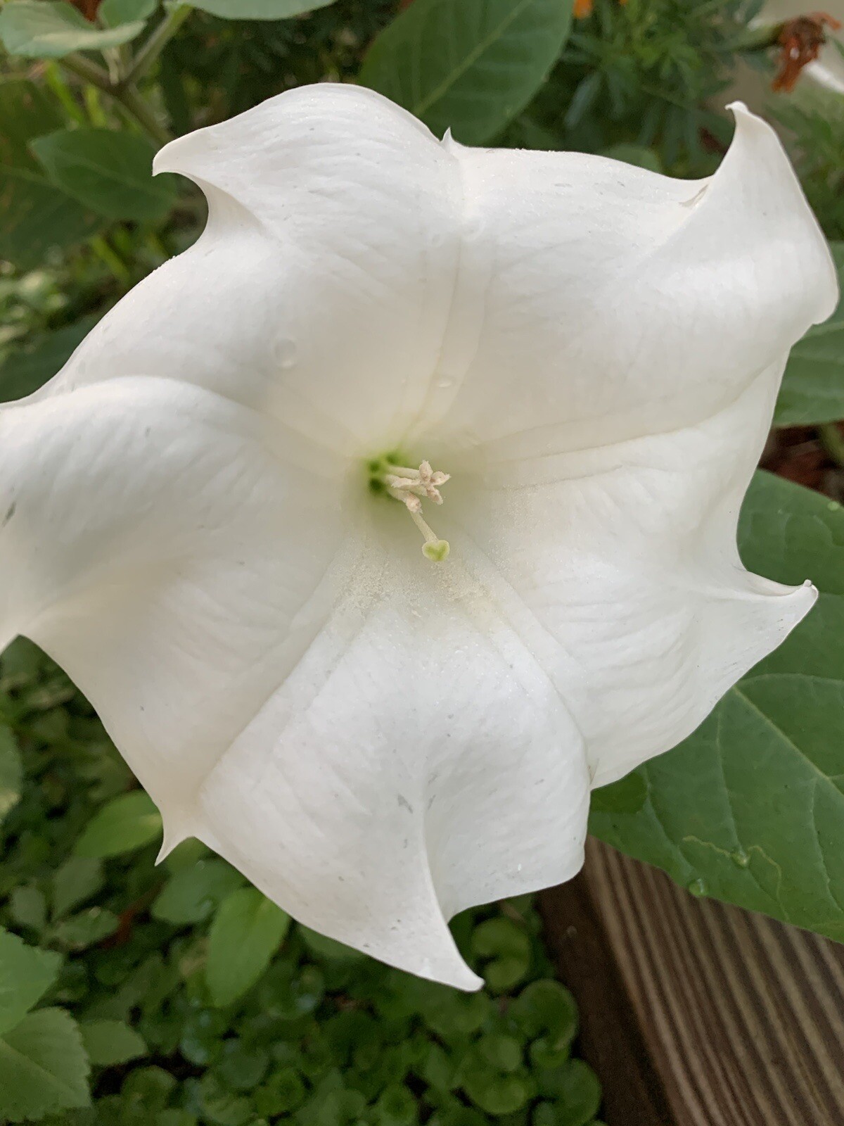 (50 SEEDS) White Moon Flower Angel’s Trumpet Night Bloom Datura. 2023 Seeds