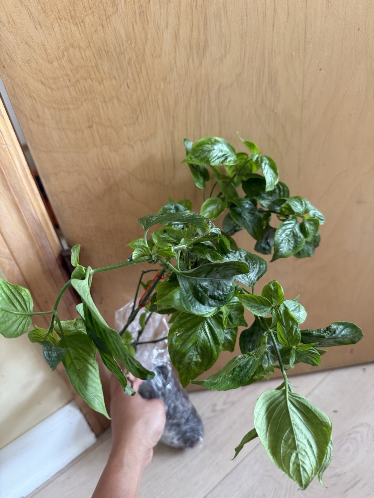 20in Cay La Cam – Vietnamese Magenta plant – Lá Cẩm