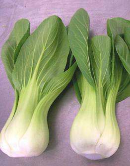 Cabbage Toy Choy 500 seeds