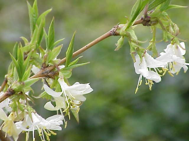 Winter Honeysuckle, Lonicera fragrantissima, Shrub Seeds, (Fast Fragrant Hardy)