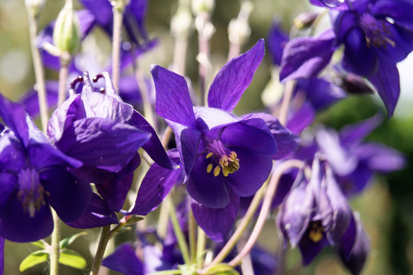 100 PURPLE COLUMBINE Aquilegia Vulgaris Flower Seeds