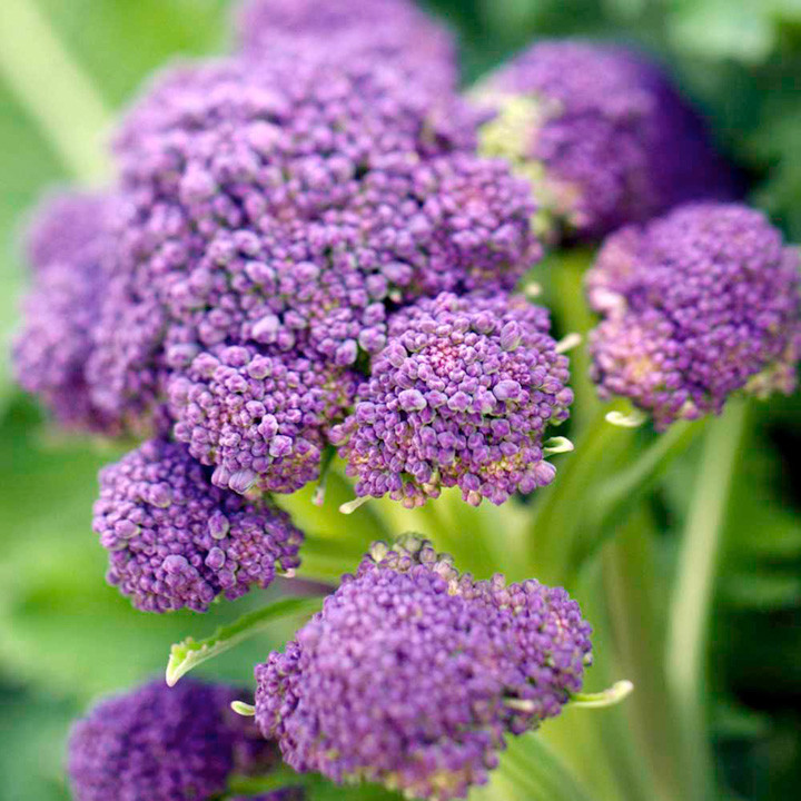 Purple Sprouting Broccoli Seeds, NON-GMO, Heirloom, Variety Sizes, FREE SHIP