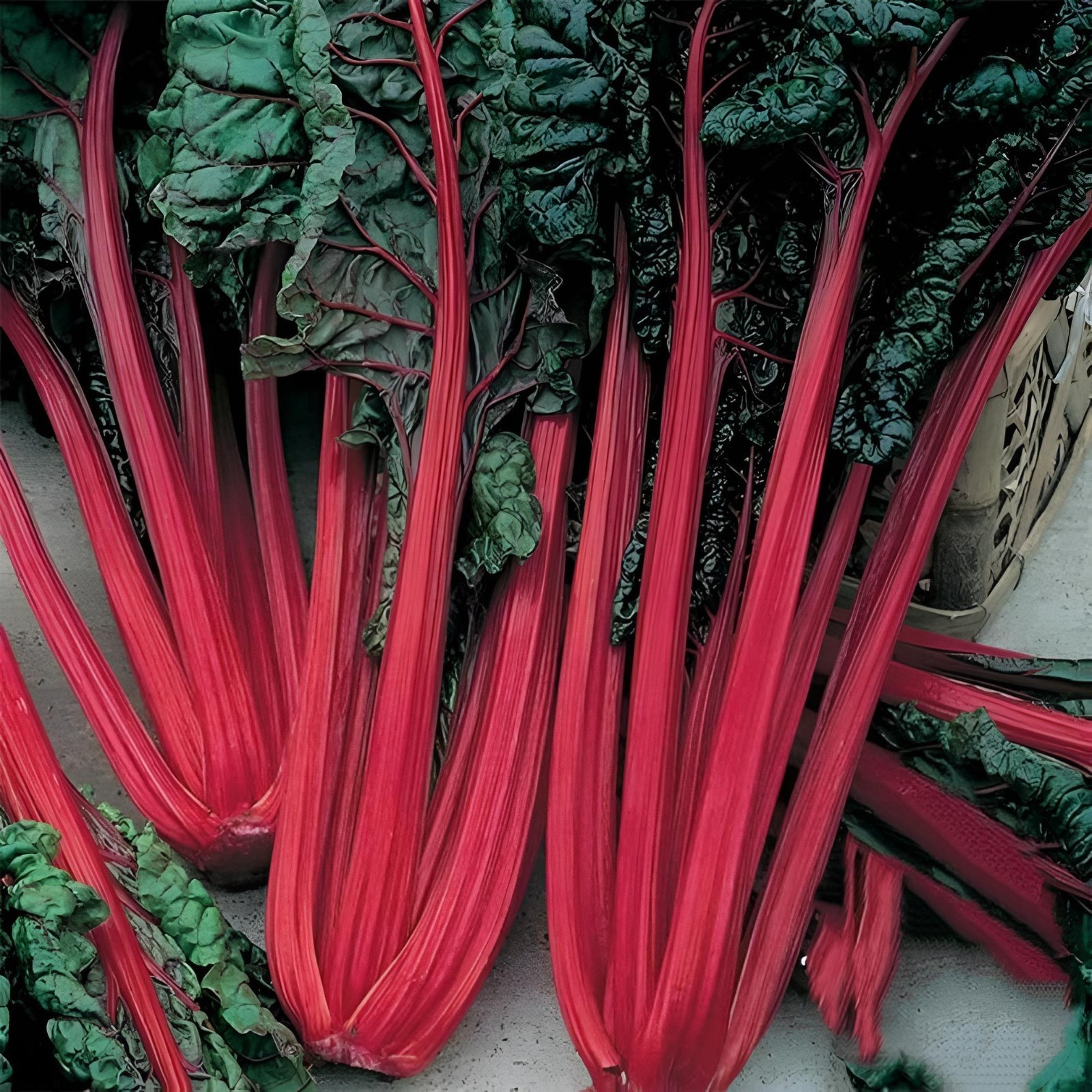 300 Swiss Chard Seeds – Ruby Red. Non gmo. Free shipping