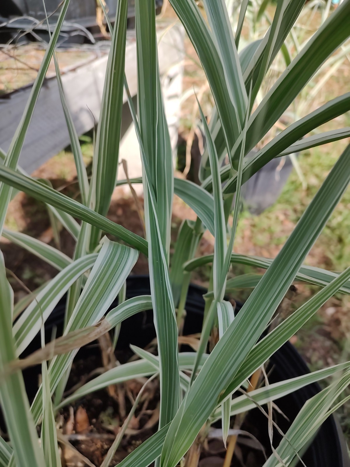 Arundo Donax ‘Peppermint Stick’ (Variegated) Giant Reed