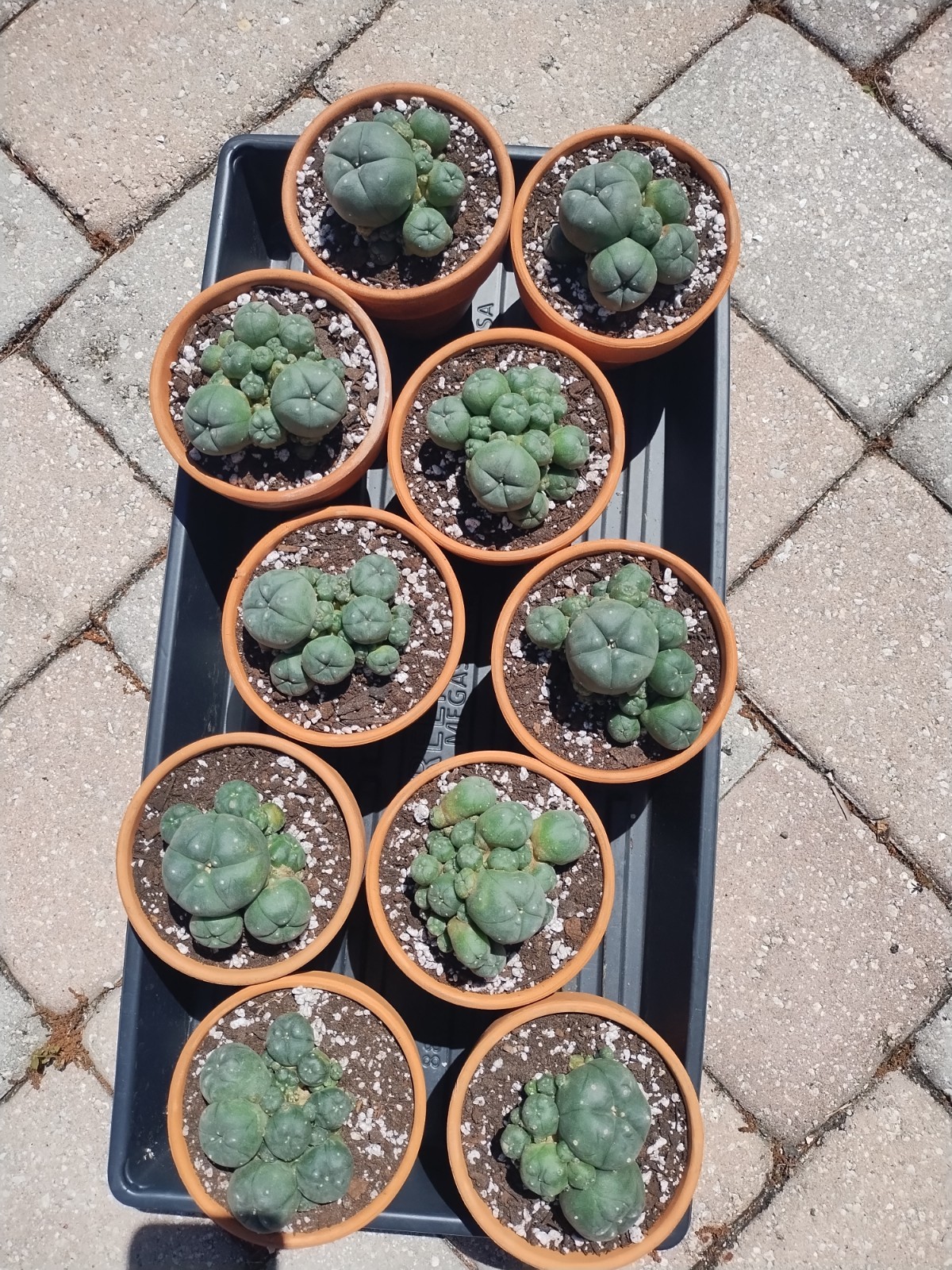 Rare Seed Grown Cactus Clusters 2.75-3.5in Diameter