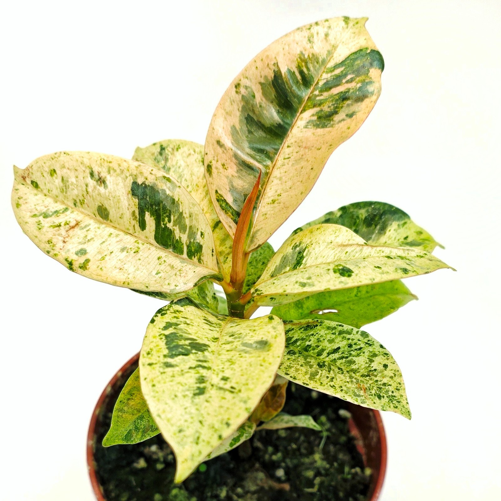 Ficus Shivereana Moonshine Variegated live plant ,Ficus Marble- in 4″ pot – CA