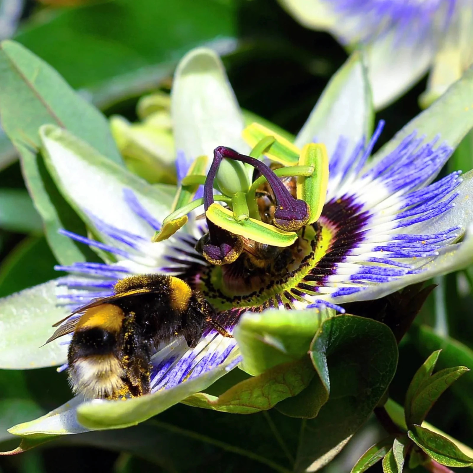 BLUE PASSION FLOWER SEEDS Climber Vine Fruit Plant Hummingbirds & Butterflies!