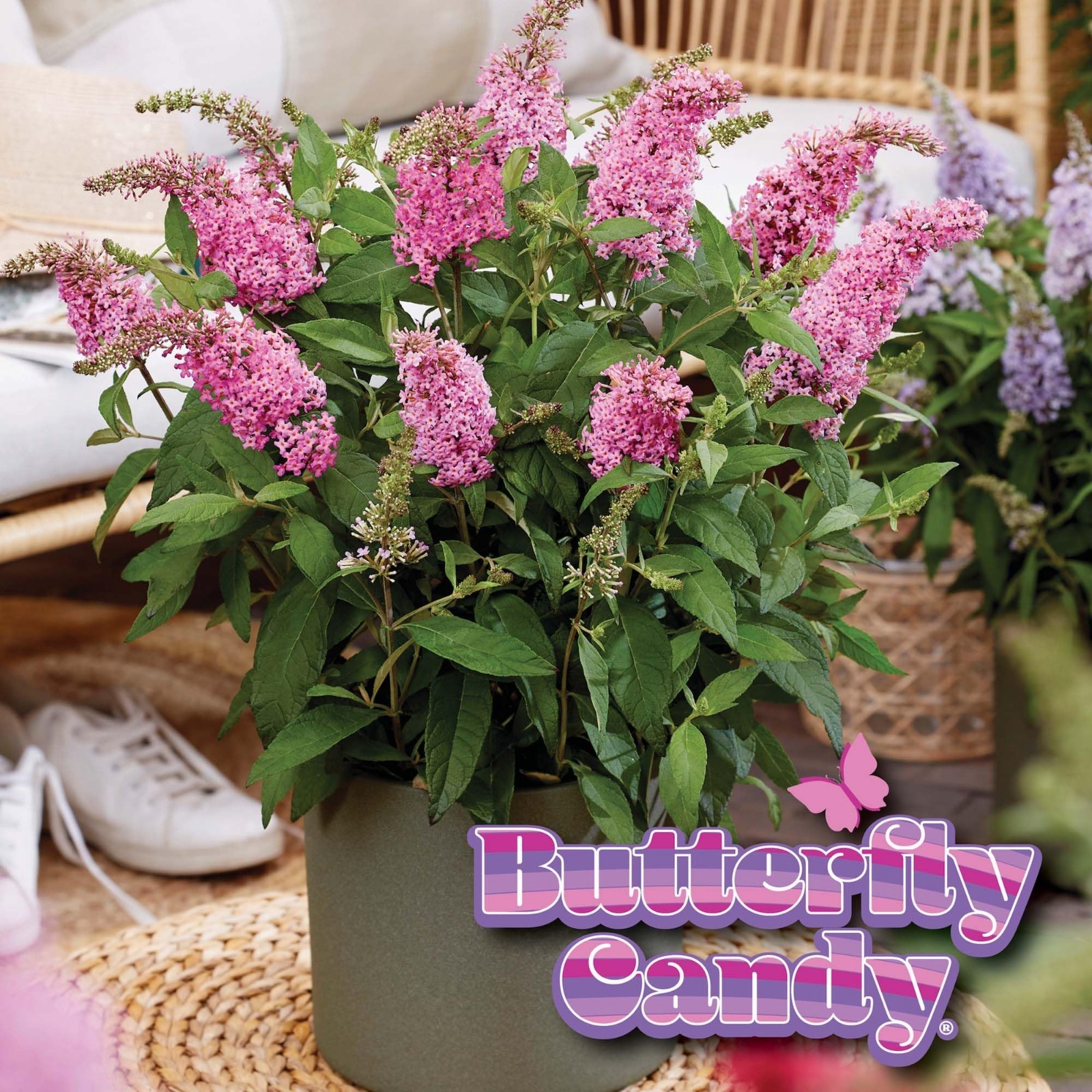 Pink Flowering Butterfly Bush – Live Shrub in 1 Gallon Pot | Compact Pollinator