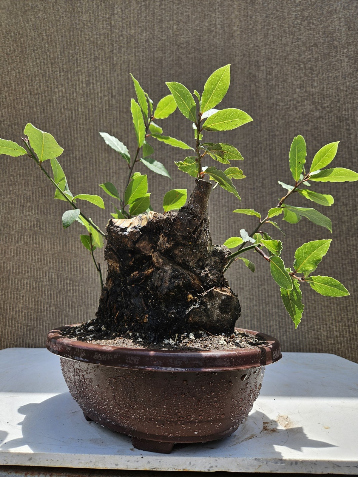 Old Sweet Bay Leaf ( Bay Laurel ) Bonsai Tree,,, SALE
