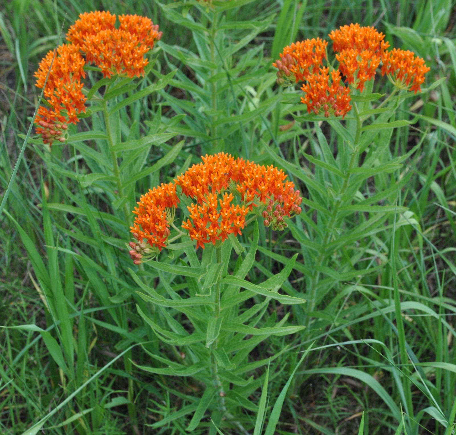 Asclepias tuberosa (Monarch Host Plants) 25 seeds