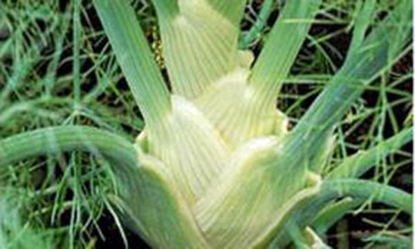 FENNEL SEED, FLORENCE FENNEL, HEIRLOOM, NON GMO, 25+ SEEDS,