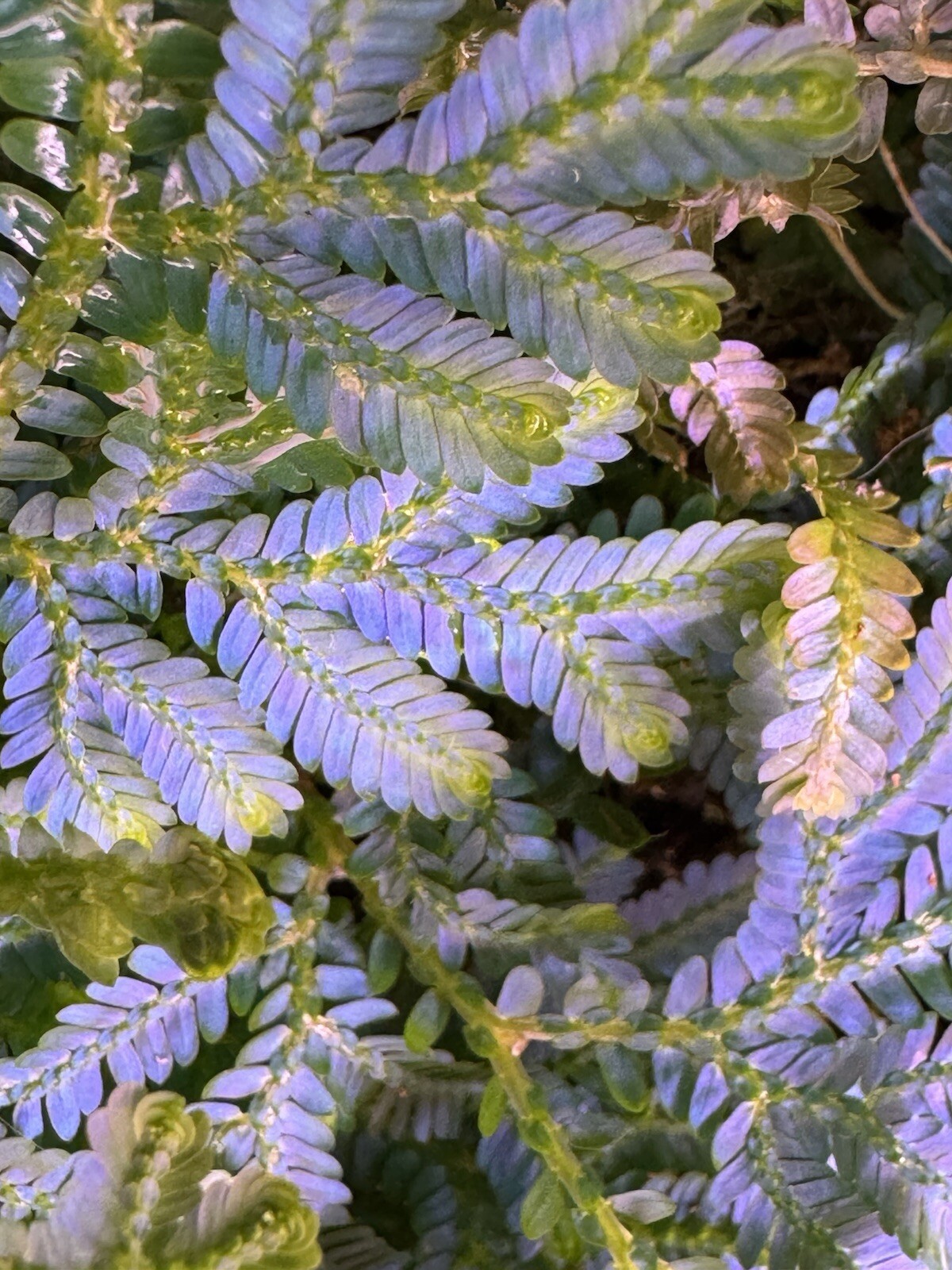 Selaginella Wildenowii Peacock Moss Spikemoss Fern Rare Terrarium Plant Cutting
