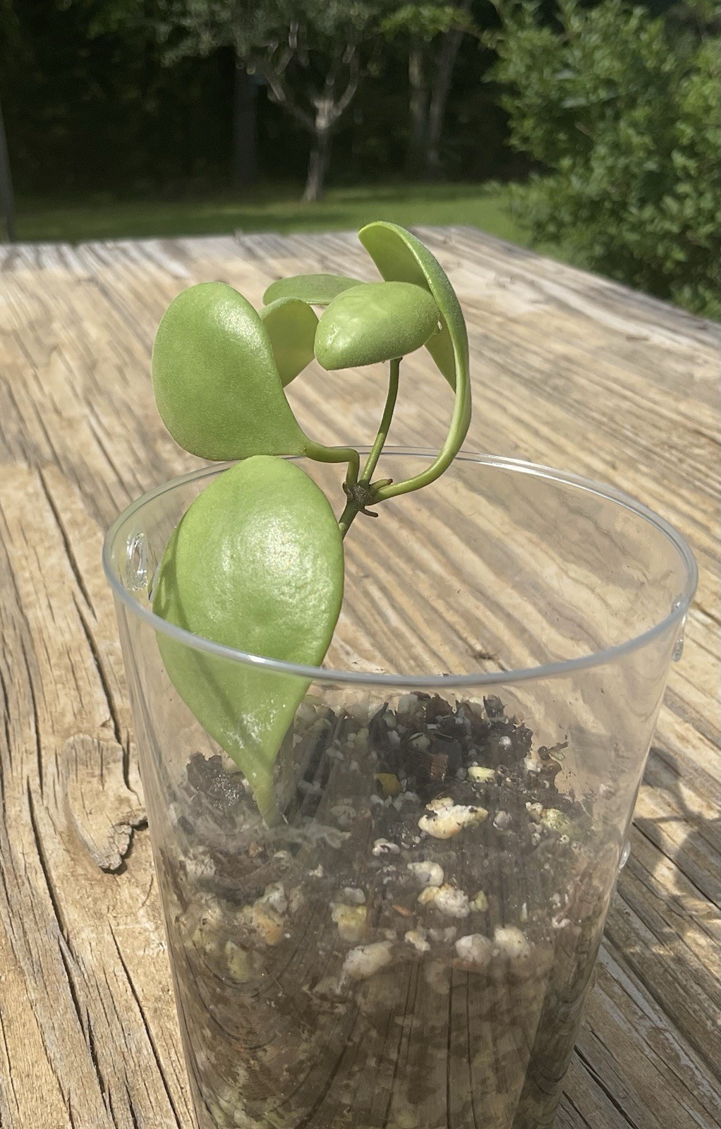 Hoya GPS 7731 Plant In 3” Pot