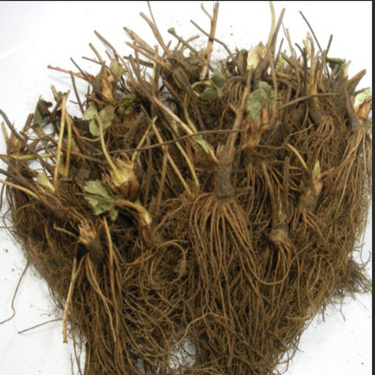 Eversweet Everbearing Strawberry 10 Bare Root Plants – Super Sweet