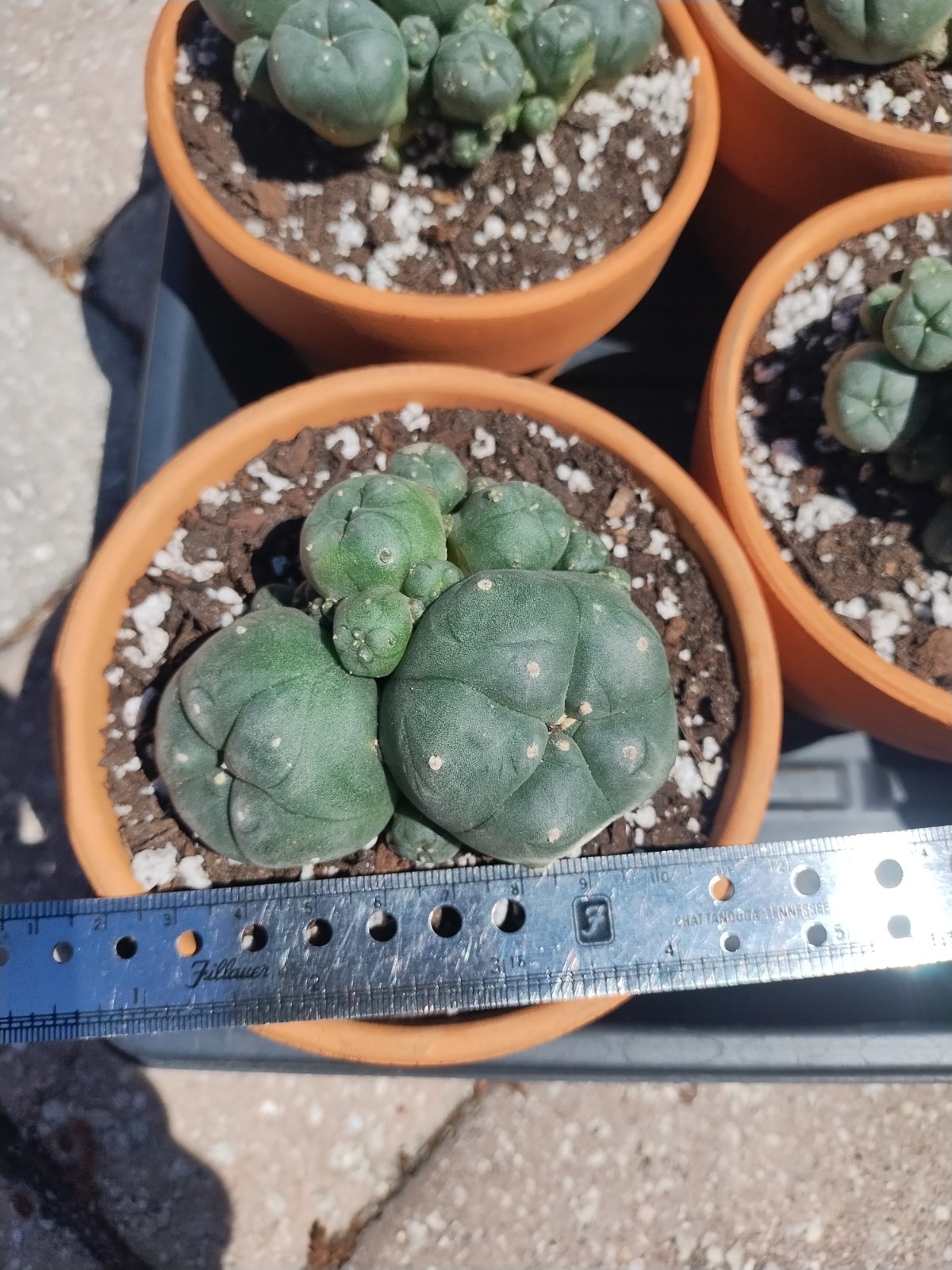 Rare Seed Grown Cactus Clusters 2.75-3.5in Diameter