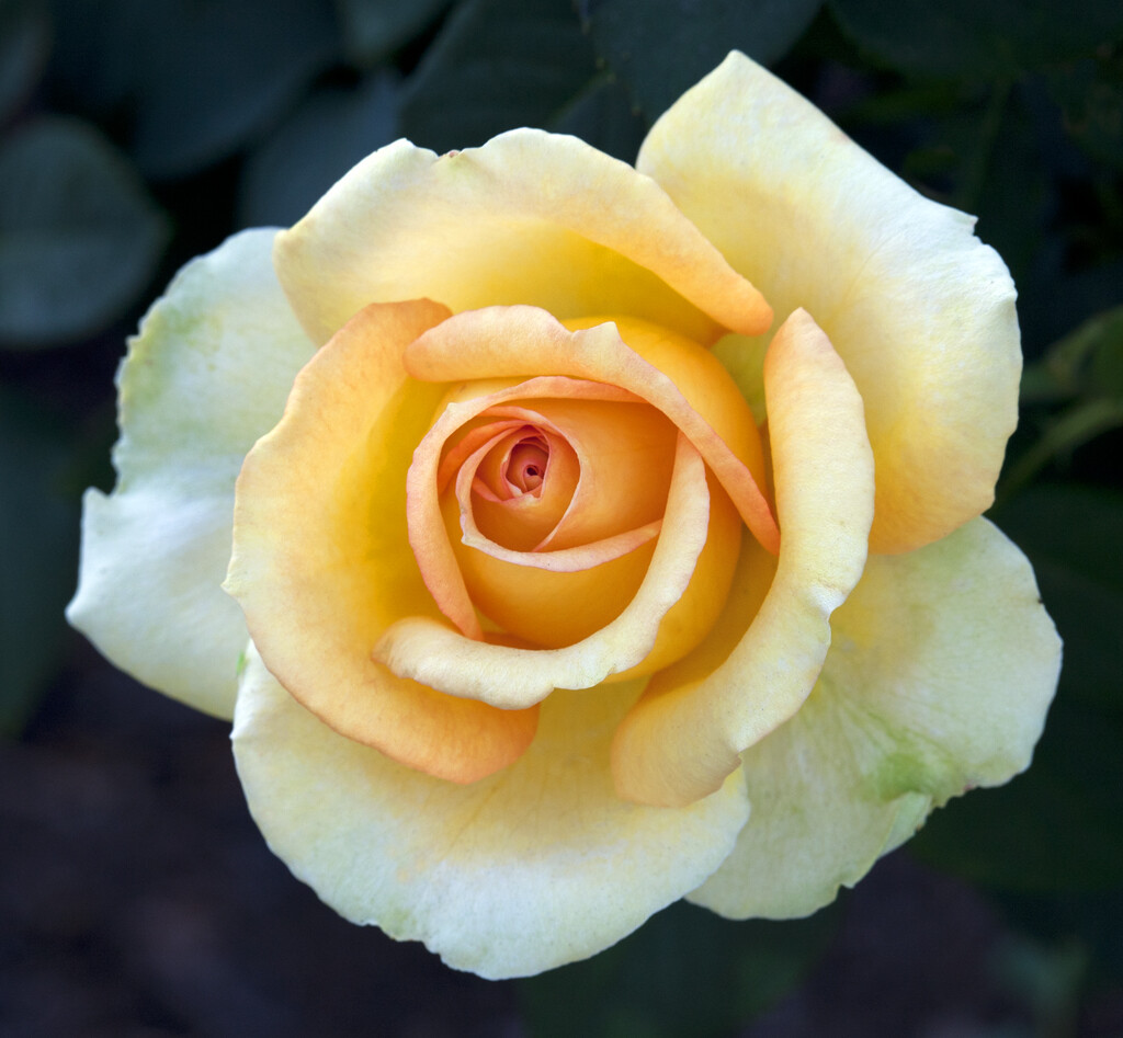 Gold Medal Grandiflora 3 Gal. Yellow Orange Bush Plants Shrub Plant Fine Roses